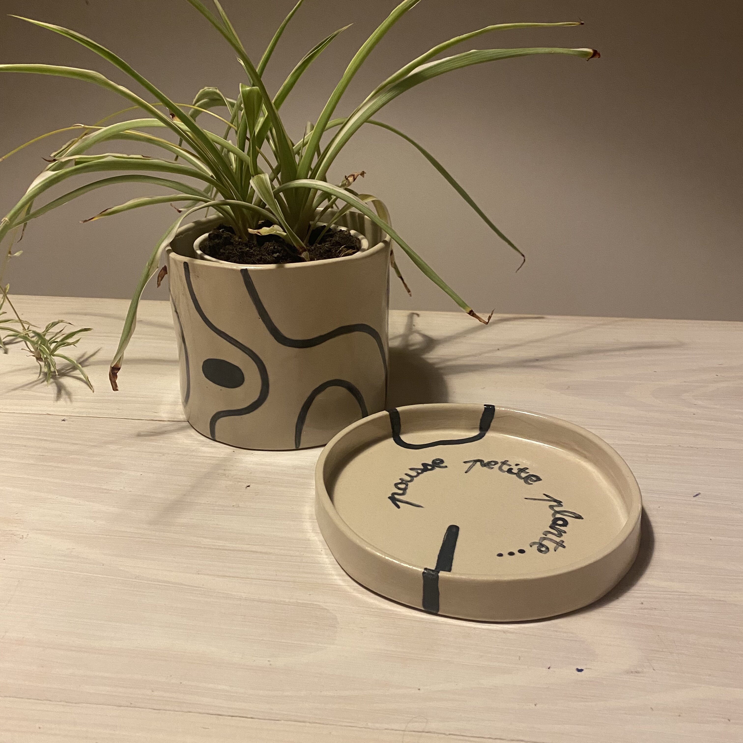 Pousse petite plante pot